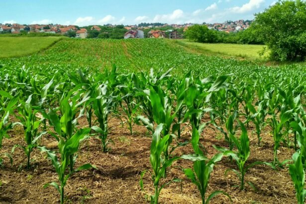 corn plant on field